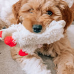 jasmine elias boswell and moose boswell, adorable golden doodle puppy, a puppy and his toy