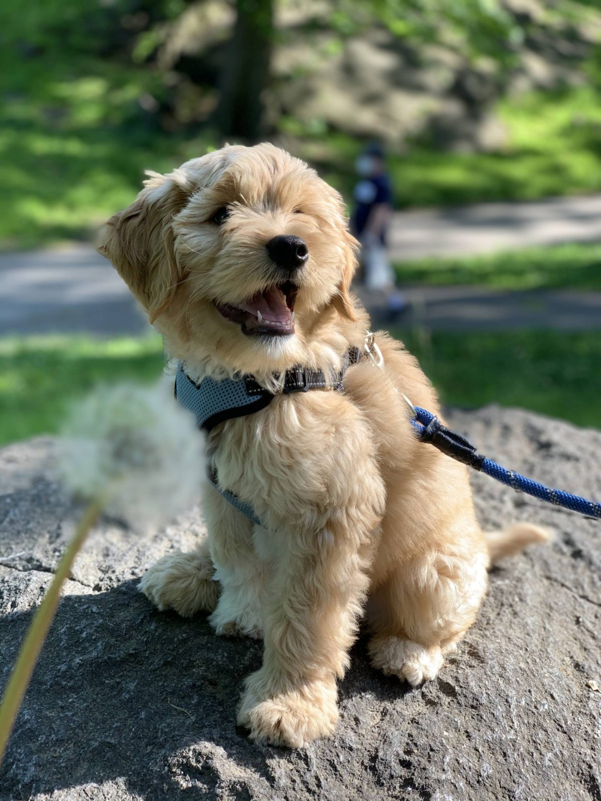 jasmine elias boswell and moose boswell, adorable golden doodle puppy, new york city central park